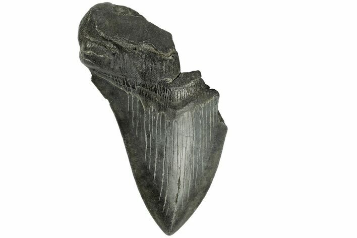 Partial, Fossil Megalodon Tooth - South Carolina #168220